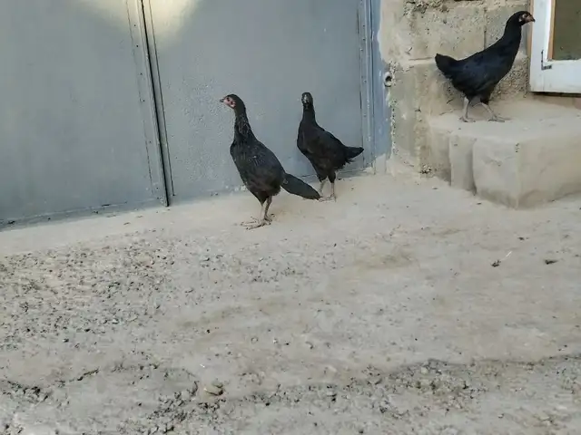 Чуҷаҳои Сиёҳ, Турсунзода