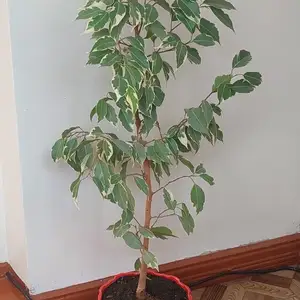 Фикус Бенджамина пестролистный, Душанбе