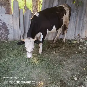 Гуночин, Гиссар