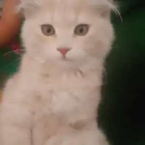 Шотландская прямоухая кошка, Душанбе
