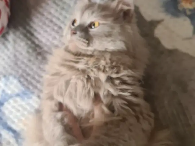 Кот, Хуҷанд