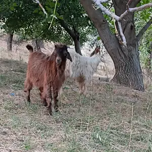 Буз, Файзобод