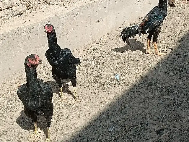Дакан, Хуҷанд