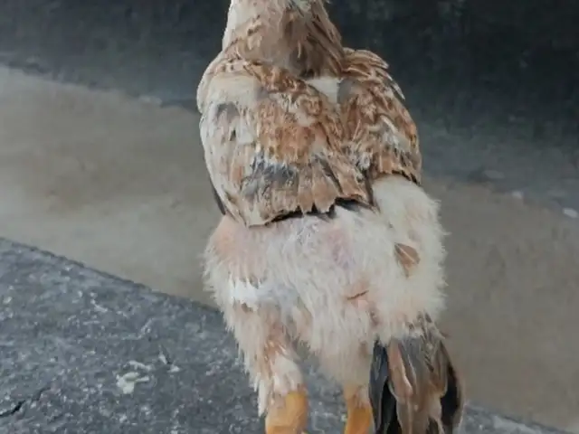Чучи дакан шамо, Хуҷанд