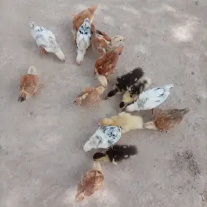 Мурги Рябушка, Шаҳритӯз