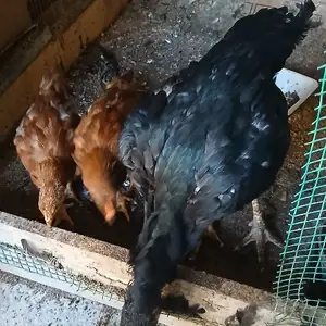 Мурги даканг, Худжанд