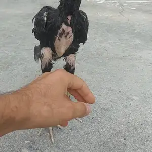 Дакан чуча, Душанбе