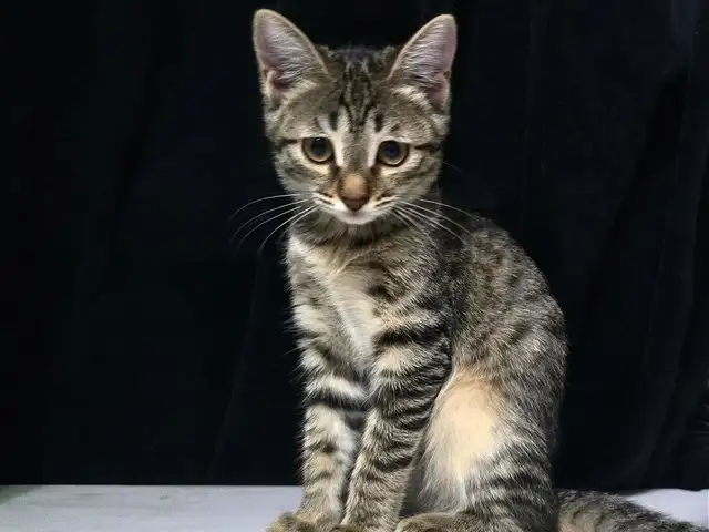 Кошка, Хуҷанд
