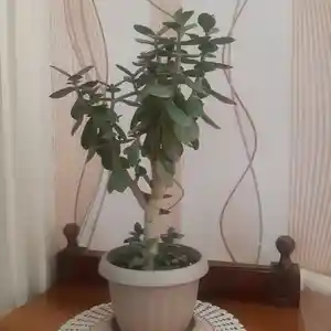 Денежное дерево, Худжанд
