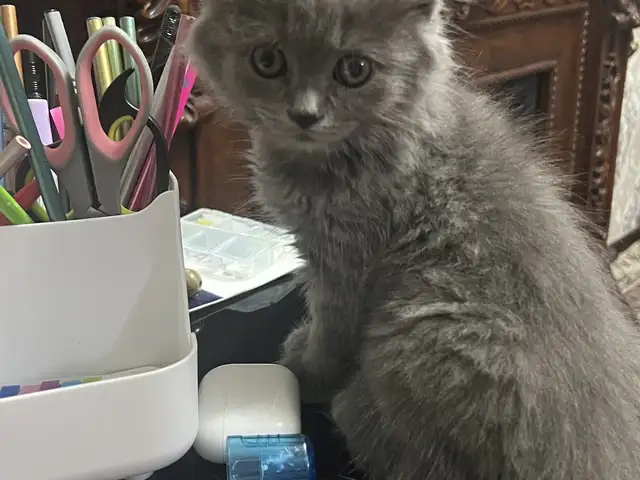 Шотландская кошка девочка, Душанбе