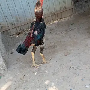 Дакан, Бохтар (Курган-Тюбе)