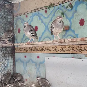 Кабк чуча, Хуҷанд