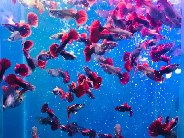 Рыбка Guppy Red Rose, Худжанд