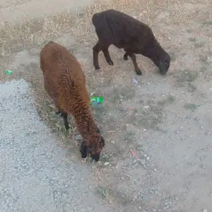 Гусфанд, Вахдат