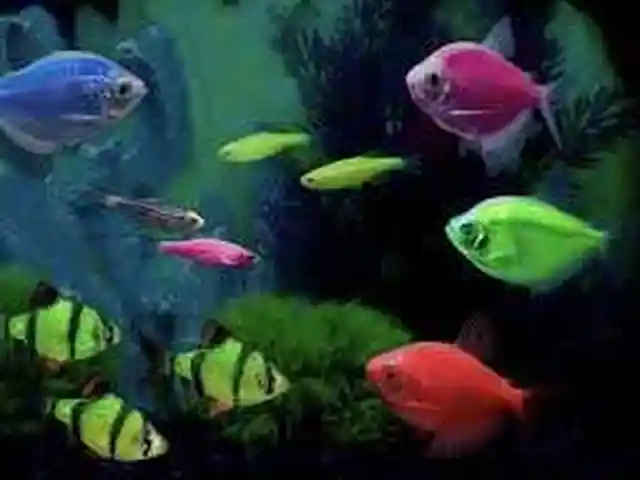 Аквариумные рыбки GloFish, Худжанд