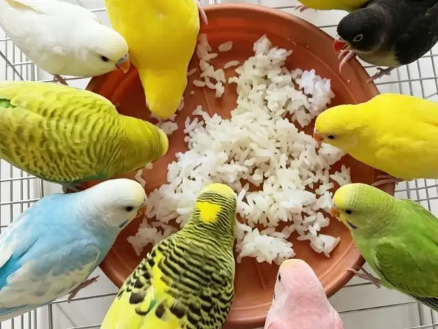 Попугай, Душанбе
