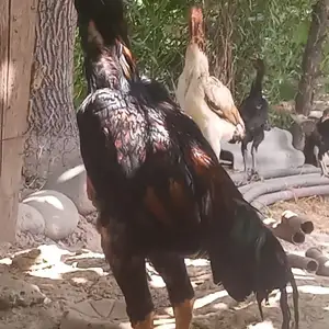 Чучахои Дакан, Вахдат