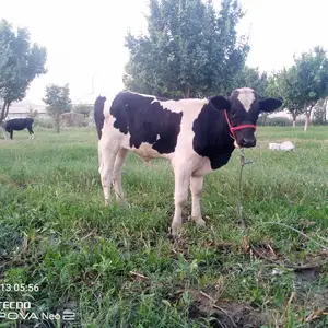 Букачаи зоти, Канибадам