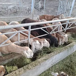 Гусфандони Афгони, Турсунзаде