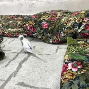 Попугай волнистый, Душанбе