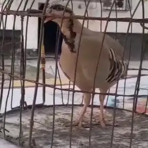 Кабк, Душанбе