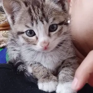 Котята, Худжанд