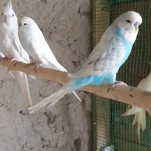 Попугай, Худжанд
