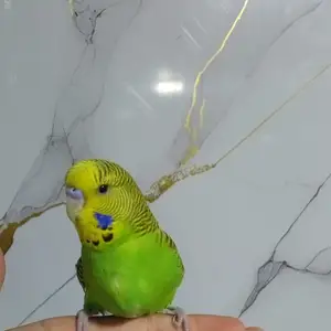 Попугай, Душанбе