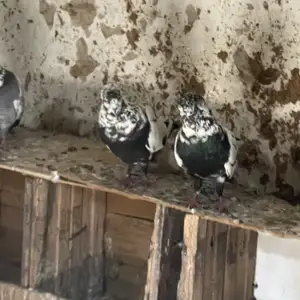 Кафтар, Душанбе
