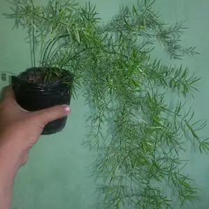 Аспарагус растение, Худжанд
