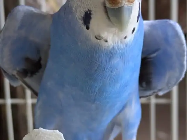 Попугай, Душанбе
