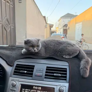 Кот, Худжанд