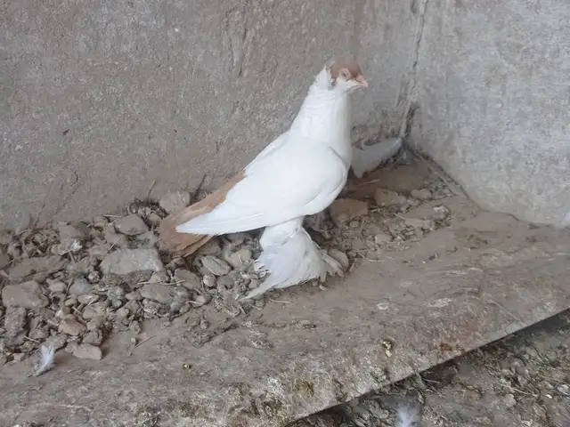 Кафтар, Абдурахмони Джоми