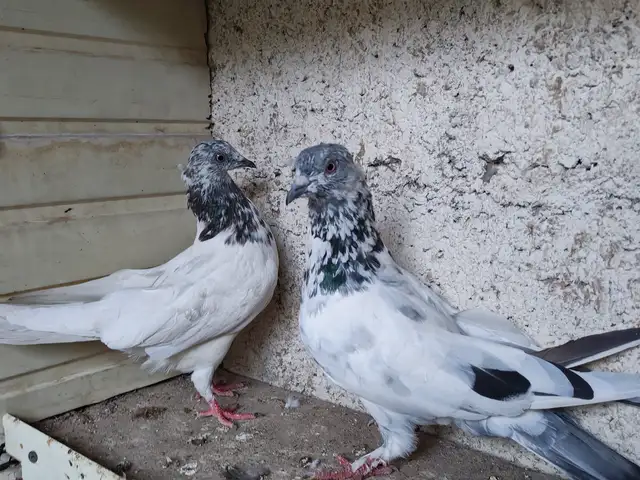 Голуби/кафтар, Гиссар