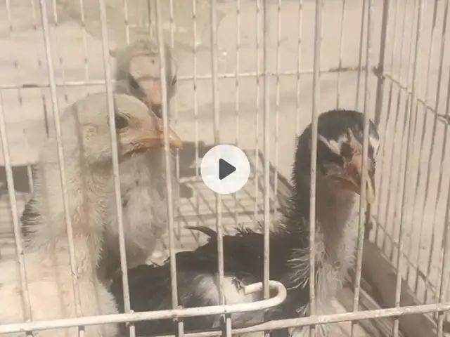 Чуҷаҳои дакан, Панҷакент