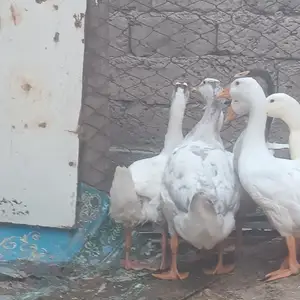 Гоз, Душанбе