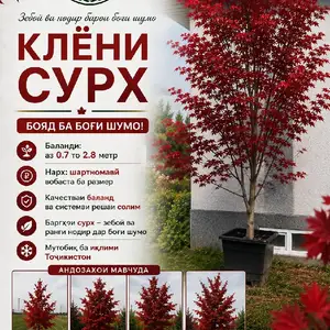 Красный клён, Душанбе
