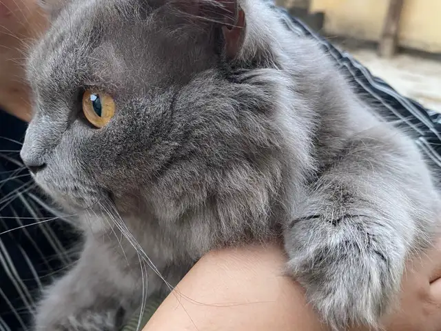 Кот, Душанбе