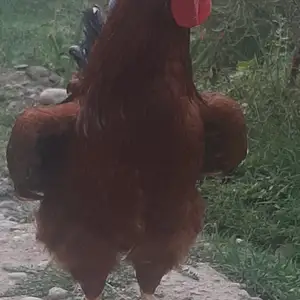 Хурус, Рудаки