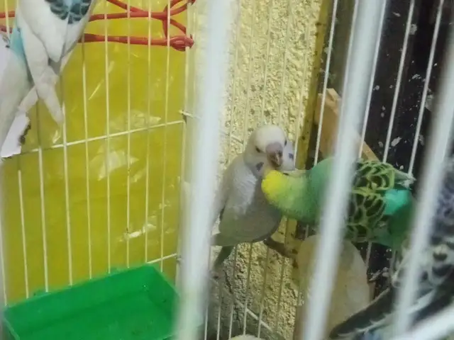 Попугай, Душанбе