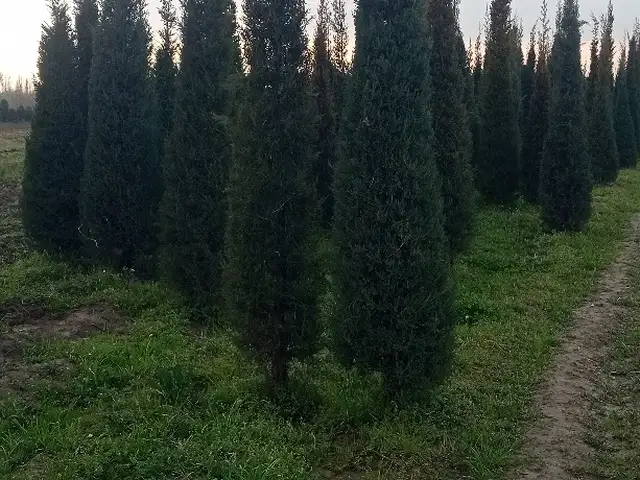 Можжевельник, Хуҷанд