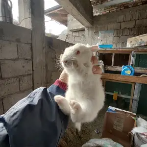 Кролик, Душанбе