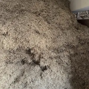 Алафи куфтаги, Пенджикент