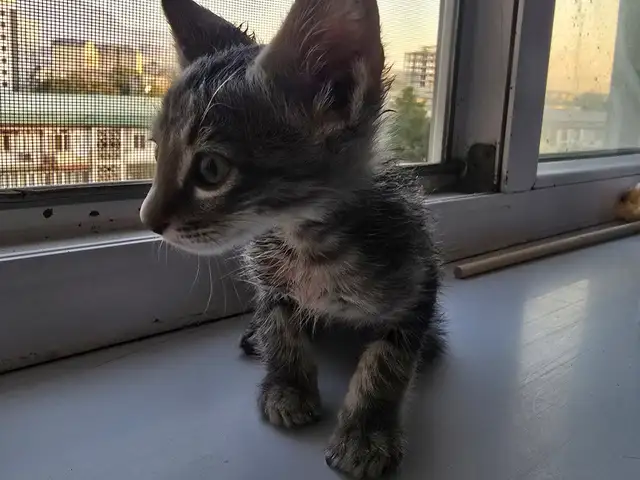 Котенок даром, Худжанд - 3