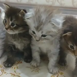 Котята, Душанбе