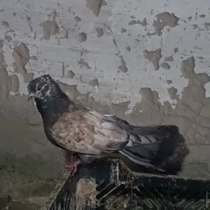 Кафтар, Бохтар (Курган-Тюбе)
