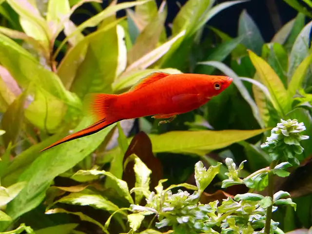Рыбка Xiphophorus, Душанбе