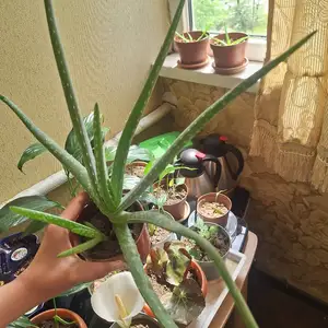 Алоэ, Душанбе