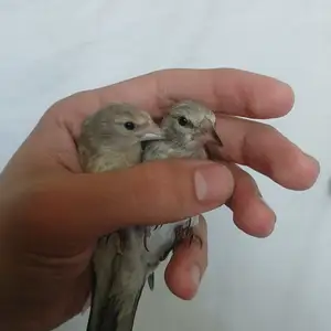 Щегол, Душанбе