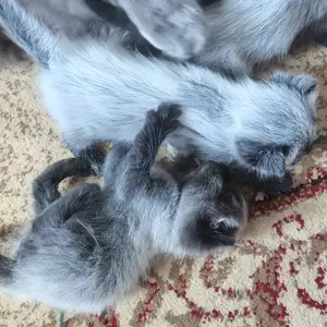 Кошка, Душанбе